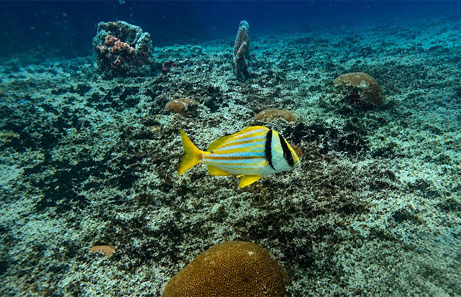 Peces tropicales del Caribe alrededor del casco colonizado del ARC Quindío
